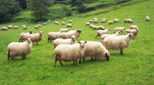 ¿Y si durante tus vacaciones pastorearas ovejas en una granja?