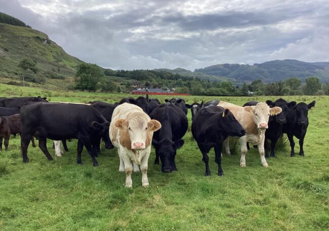 Vacas