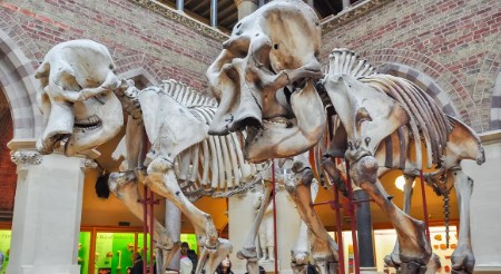 Esqueletos de animales prehistóricos en el Museo de Historia Natural de Oxford.